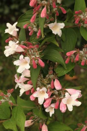 närbild bild av blommorna i en abelia buske