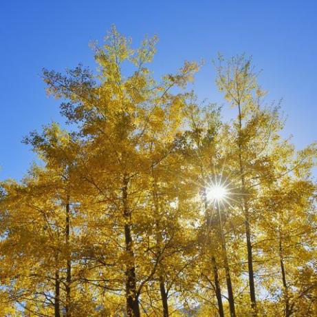 höstträd populus tremula med sol, höst