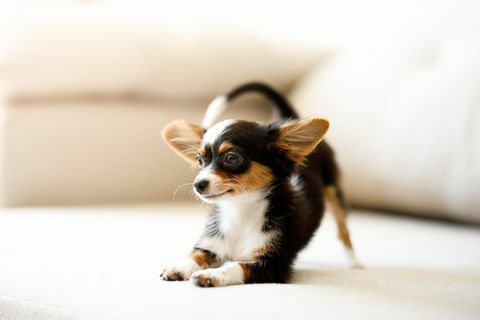 chihuahua valp som hukar