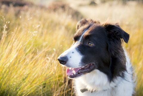 border collie utomhus i gyllene sommarsolljus