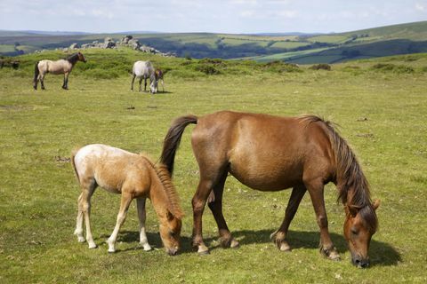 Dartmoor-ponnyer