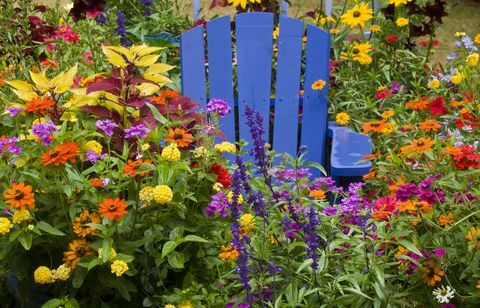 Hur du förbereder din trädgård för våren Stol i mitten av färg årliga blomväxter