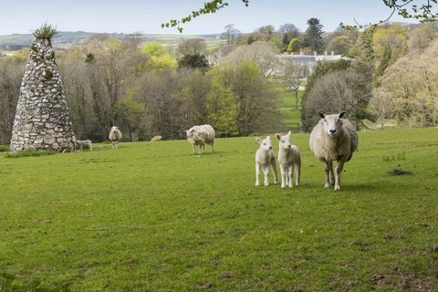 får och lamm på Arlington Court Devon - National Trust Chris Lacey