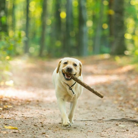 närbild av en gul labrador retrieverhund som bär en pinne i skogen