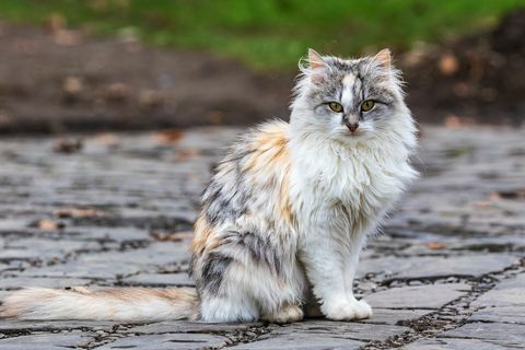 en söt tricolor katt sitter på ett spår och tittar på fotografens huskatt utomhus