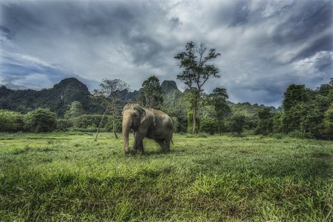 vild elefant i khao sok nationalpark