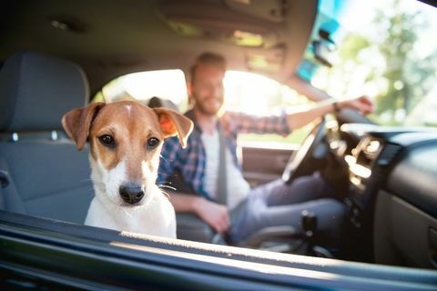 Njuter av åkturen - hund i bil