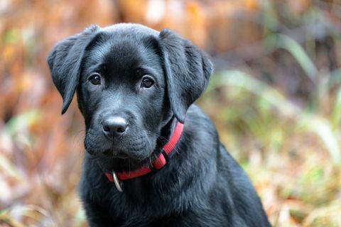 labrador