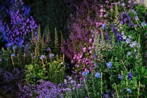 Chelsea Flower Show 2020: Datum, biljetter och visa förhandsgranskningar av trädgården