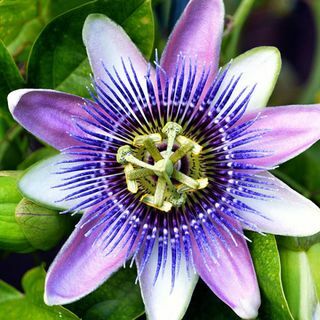 passionflower ångest ört