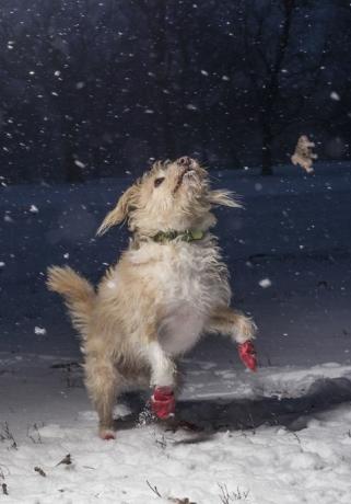 Jag älskar hundar eftersom vinnaren vid Årets hundfotograf