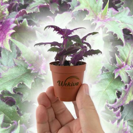 Purple Passion Plant, 2-tums kruka