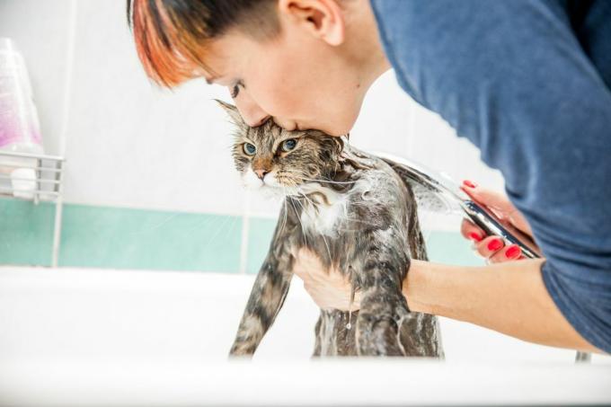 vuxen kvinna som tvättar sibirisk katt i badkaret, lyfter upp hans främre ände från hans armar och kysser hans huvud medan hon arbetar