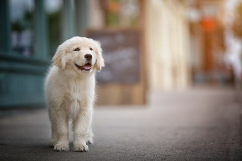 5 bästa hundraser om du redan har husdjur, enligt Kennel Club