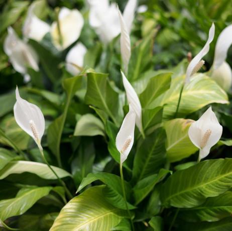 område med blommande spath blommor vit fred lilja spathiphyllum blommor med långa pistiller selektivt fokus naturlig bakgrund