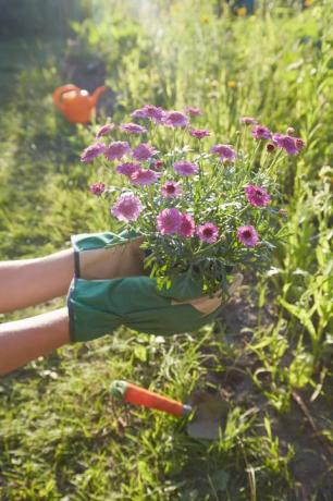 kvinna som håller blommor för plantering i trädgården