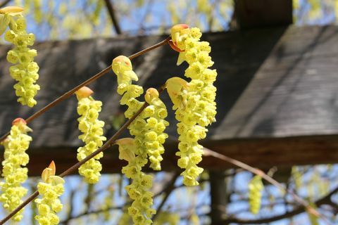 kinesiska vinterhasselblommor i klasar på våren i St Gallen, Schweiz, dess vetenskapliga namn är corylopsis sinensis, infödd i Kina