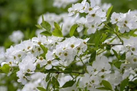 vårblommor pärlbuske