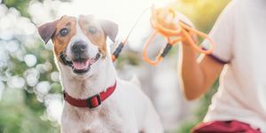 glad glad och lekfull jack russell hund kopplar av och vilar på gressträdgården i parken utomhus och utomhus på sommarlovet