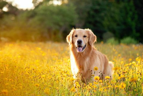 golden retriever i fältet med gula blommor