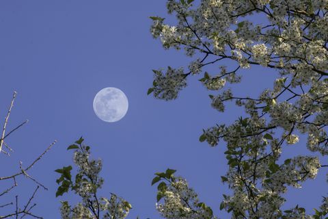 Bradford Päron med fullmåne