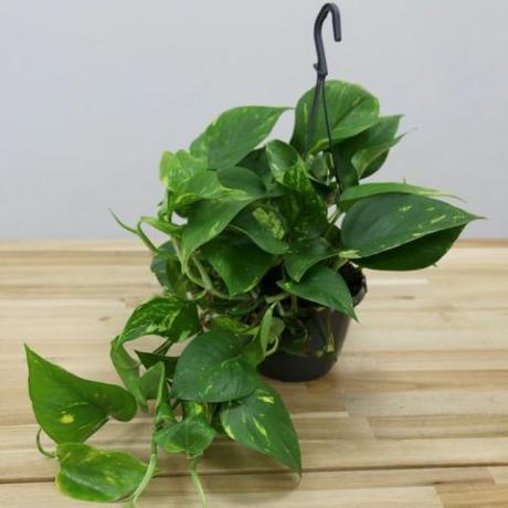 inomhus hängande växter: Epipremnum aureum