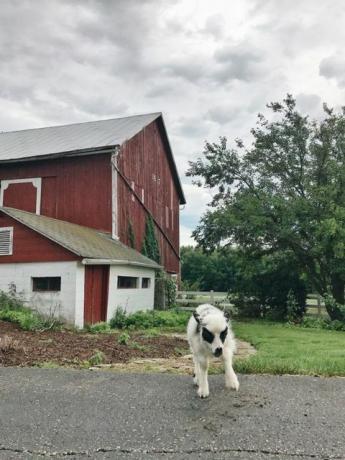 sötaste nyfödda lamm