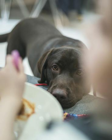 hund tittar på barns mat