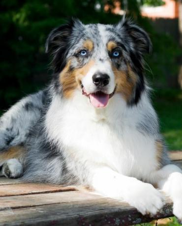 australisk herdehund porträtt på picknickbord