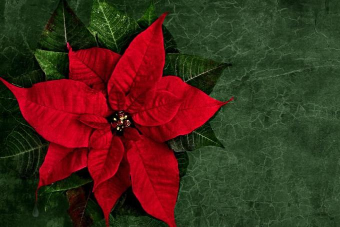 säsongsbetonad elegans röd julstjärna blomma på vintage grön bakgrund