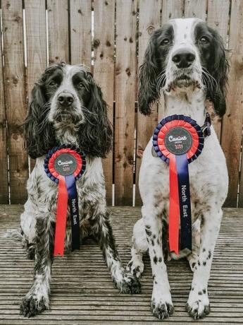 Canine Cottages vinner hundar