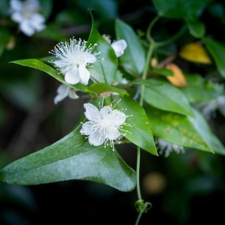 myrten blommor