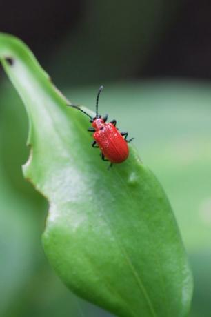 liljabagge vuxen lilioceris lilii