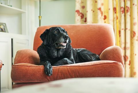 senior svart labrador avkopplande på fåtölj