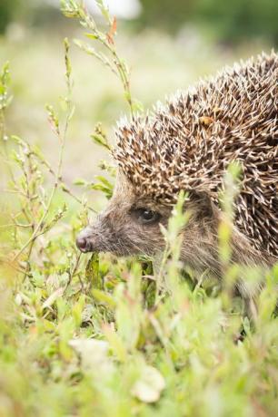 igelkott, vetenskapligt namn erinaceus europaeus vild, infödd, europeisk igelkott i naturlig trädgårdsmiljö med grönt gräs och gul smörblomma utrymme för kopia horisontell