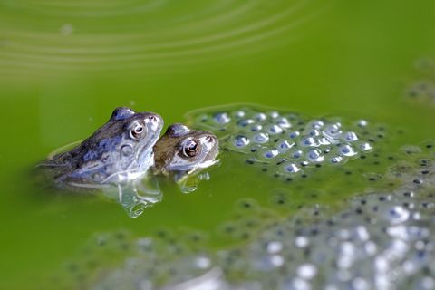 Groda (Rana temporaria) med lek