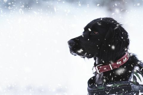 Räddningshund vid snöigt väder