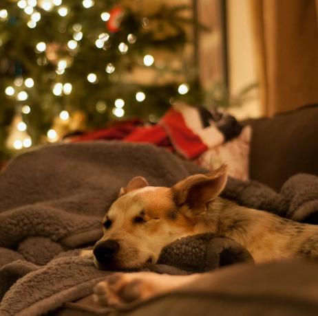 hund koppla av i soffan vid jul