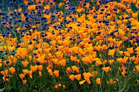 Super Bloom Of Poppies I California