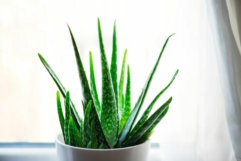 Aloe Vera växt i vit blomkruka