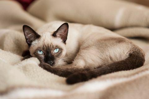 siamese katt som ligger vid sängen