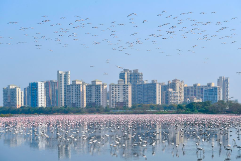 flamingo i mumbai