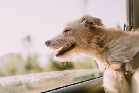 en portugisisk podencohund känner luften i en bil