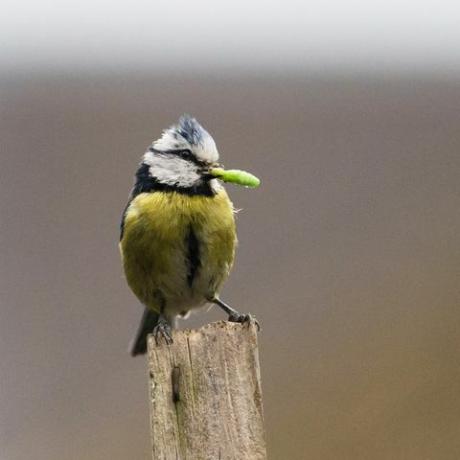 london, Storbritannien 10 maj 2020 eurasisk blåmes cyanistes caeruleus håller en larv i näbben när den arbetar dygnet runt levererar insekter till sina ungar i en holk i en bostadsträdgård i sydvästra london den 10 maj 2020 i london, england fotografi av wiktor szymanowicz barcroft studios framtida publicering fotokredit bör läsa wiktor szymanowiczbarcroft media via getty bilder