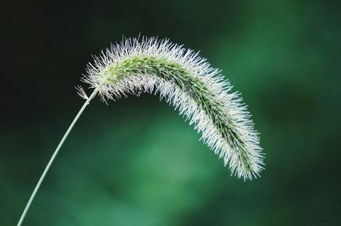 rävstång spikelet ogräs