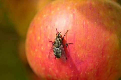 Fluga som sitter på ett rött äpple