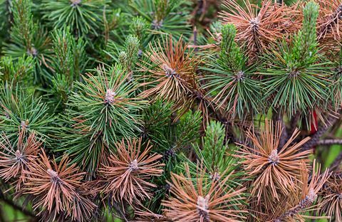 Tallgröna och brända bruna nålar i torrt väderfara för växter ekolgiska katastrof