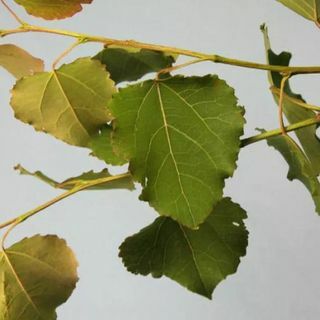 Populus Tremula Asp planta