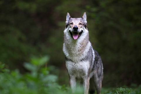 Varghund i skogen