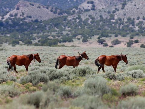 regeringen vill avliva vilda hästar